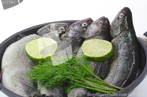 Image of Rainbow Trout