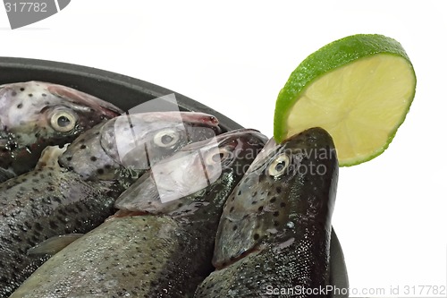 Image of Rainbow Trouts