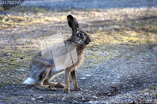 Image of hare