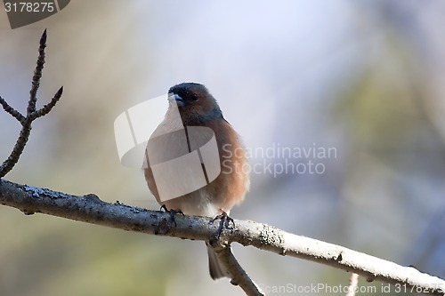 Image of chaffinch