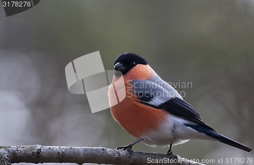 Image of bullfinch