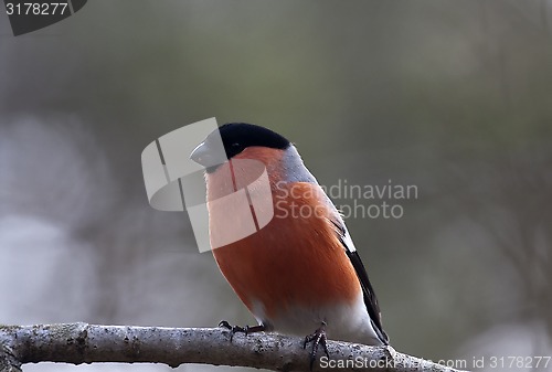 Image of bullfinch