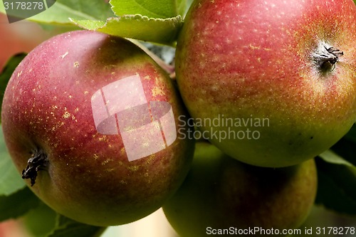 Image of red apples