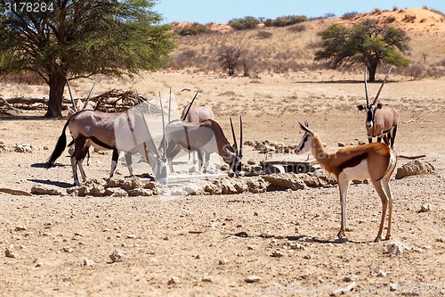Image of herd of Gemsbok, Oryx gazella and springbok on waterhole, focus to oryx