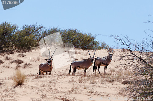 Image of Gemsbok, Oryx gazella on sand dune