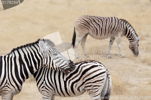 Image of Burchell\'s zebra with foal, Equus quagga burchellii.