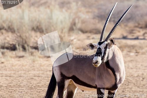 Image of portrait of Gemsbok, Oryx gazella