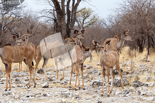 Image of herd of Kudu in african savanna