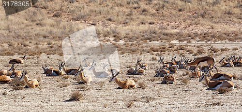 Image of herd of springbok