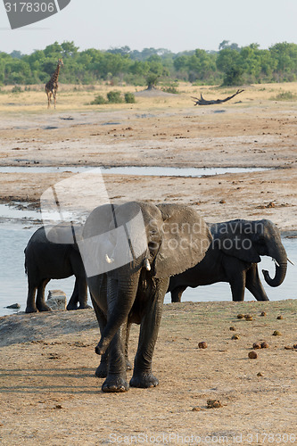 Image of herd of African elephants drinking at a muddy waterhole
