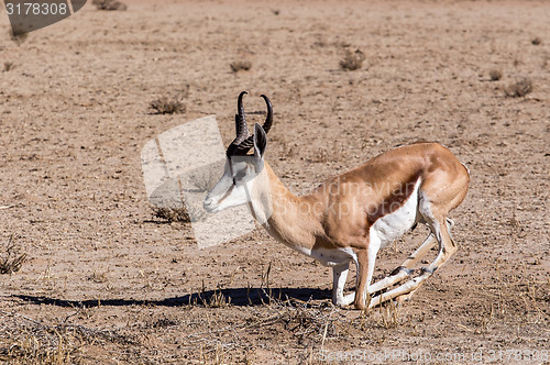 Image of Springbok Antidorcas marsupialis in Kgalagadi