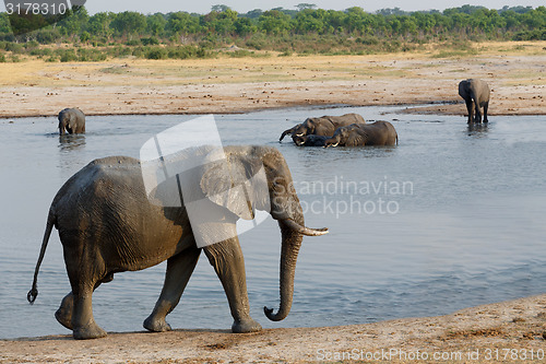 Image of herd of African elephants drinking at a muddy waterhole