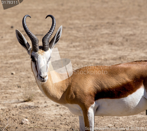 Image of Portrait of Springbok Antidorcas marsupialis