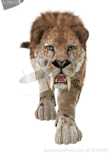 Image of Big Cat Smilodon