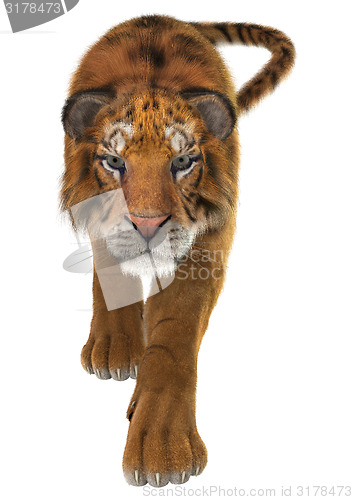 Image of Tiger