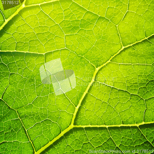 Image of Vector green leaf macro background. EPS 10