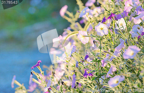 Image of tobacco pink flowers 