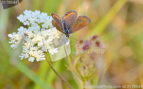 Image of Butterfly Polyommatus Icarus