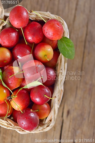 Image of fresh mirabelle plums