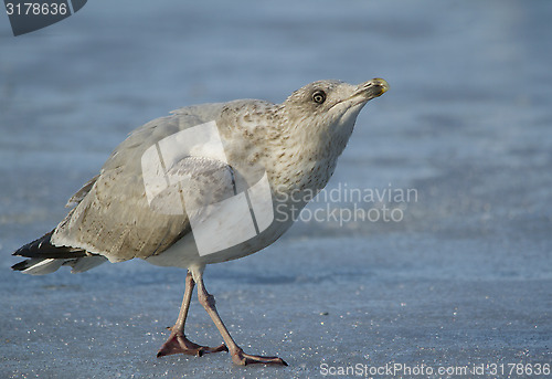 Image of Herring gull