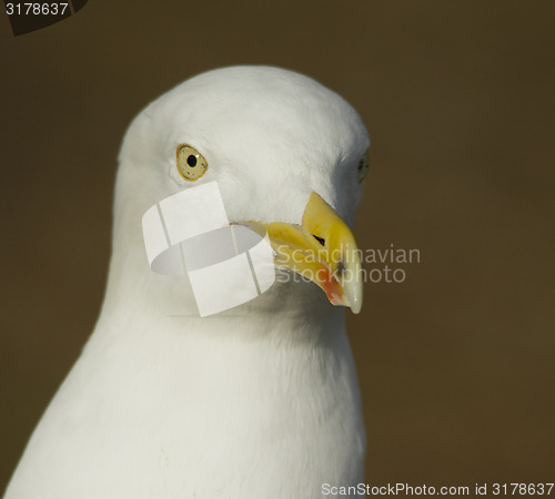 Image of Herring gull