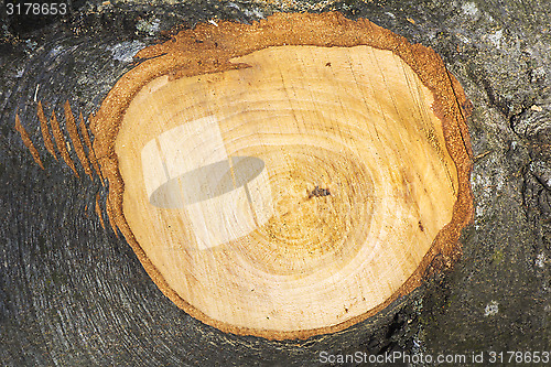 Image of The trunk beech