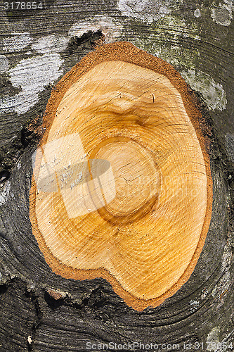 Image of The trunk beech