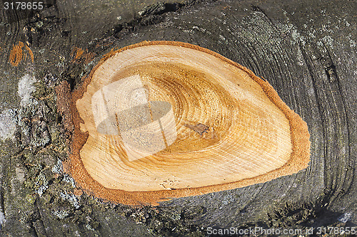 Image of The trunk beech