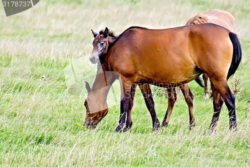 Image of Horse sorrel with foal