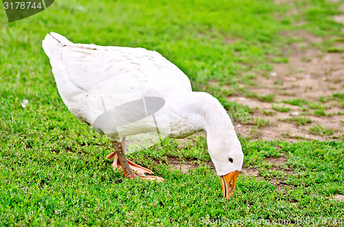 Image of Goose white nips grass