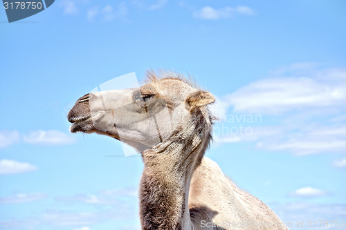 Image of Camel on background of sky and clouds