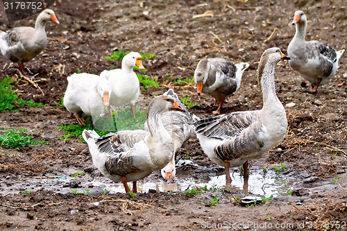 Image of Geese gray on ground