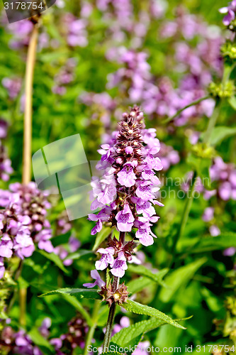 Image of Stachys palustris