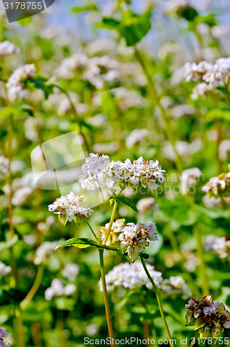Image of Buckwheat blooming in field with blue sky