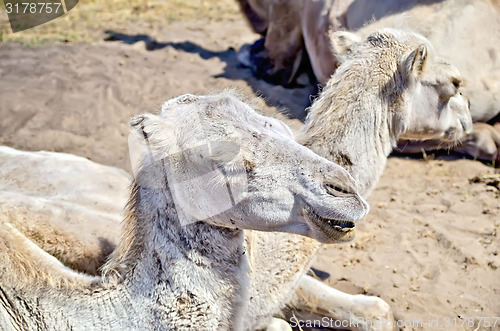 Image of Camel on the sand