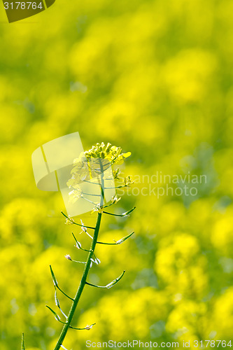 Image of Colza yellow flower