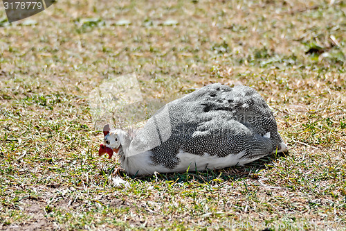 Image of Guinea fowl sitting on grass