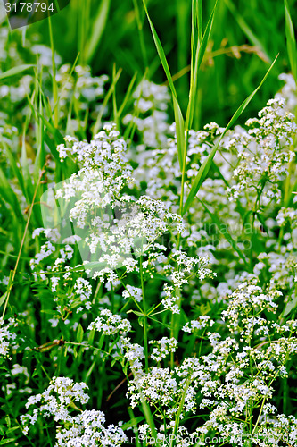 Image of Stellaria white