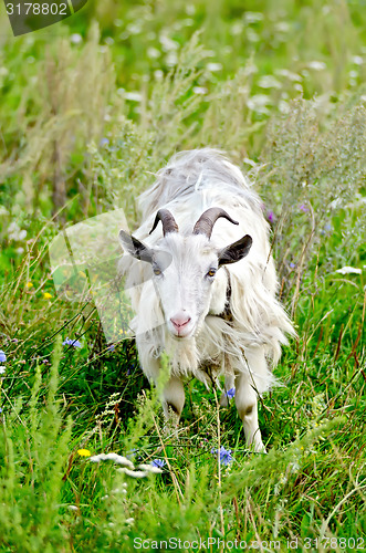 Image of Goat white grazing on grass