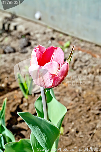 Image of Tulip pink in the garden