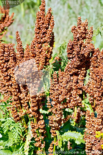 Image of Rumex confertus