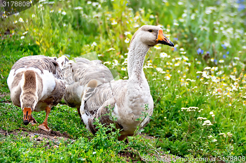 Image of Geese gray on green grass