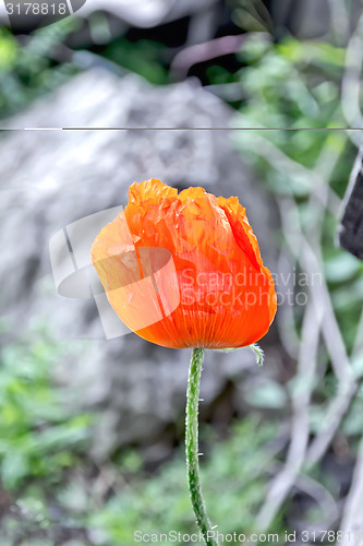 Image of Poppy red on gray stone