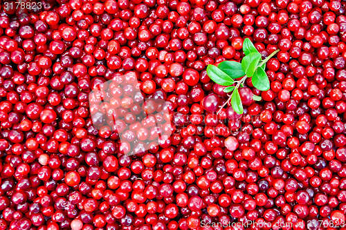 Image of Lingonberry with sprig texture