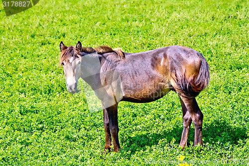 Image of Horse brown on green grass
