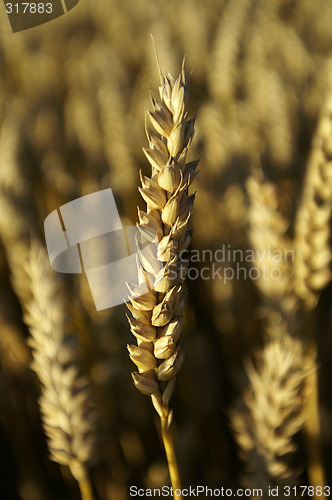 Image of Wheat