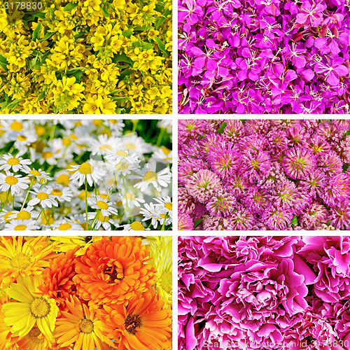 Image of Set of textures different flowers