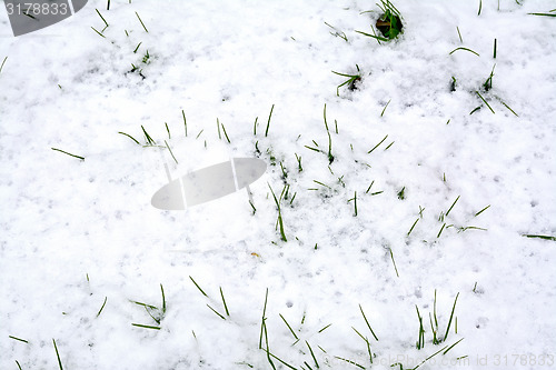 Image of Grass green in the snow