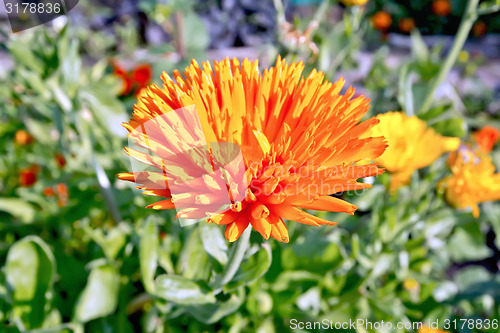 Image of Calendula orange in the garden