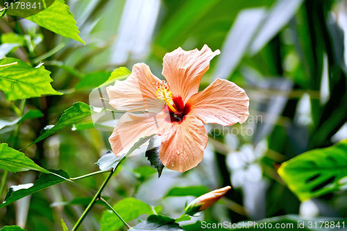 Image of Hibiscus orange big